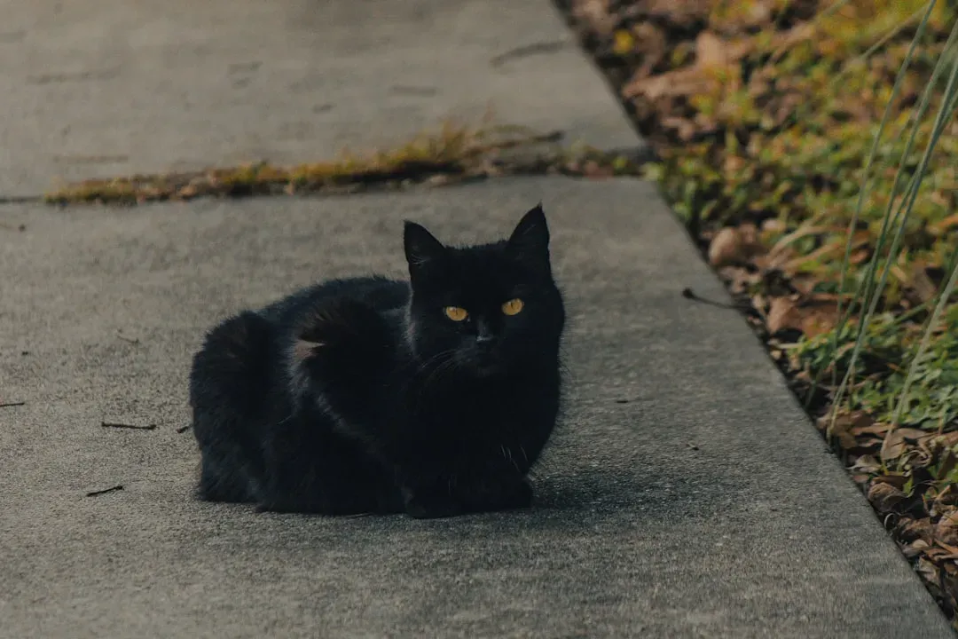 Black Cats Bring Bad Luck - FALSE, and Deeply Culture-Dependent (Image Credits: Unsplash)