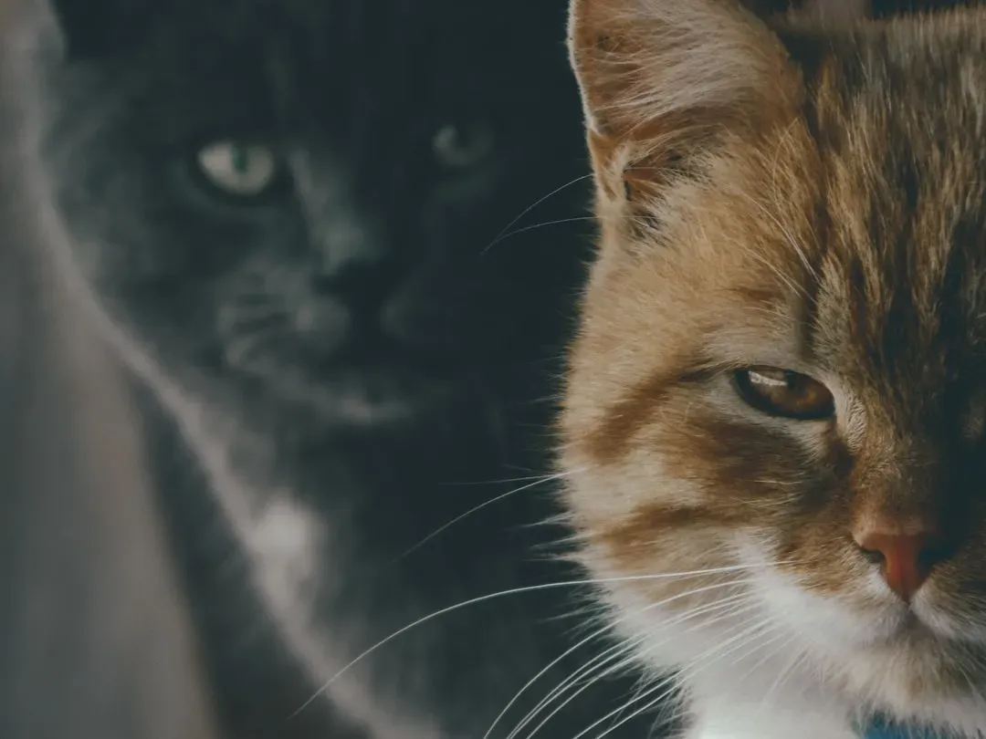 The Exhausting Reality of Reintroducing Feuding Felines (Image Credits: Unsplash)