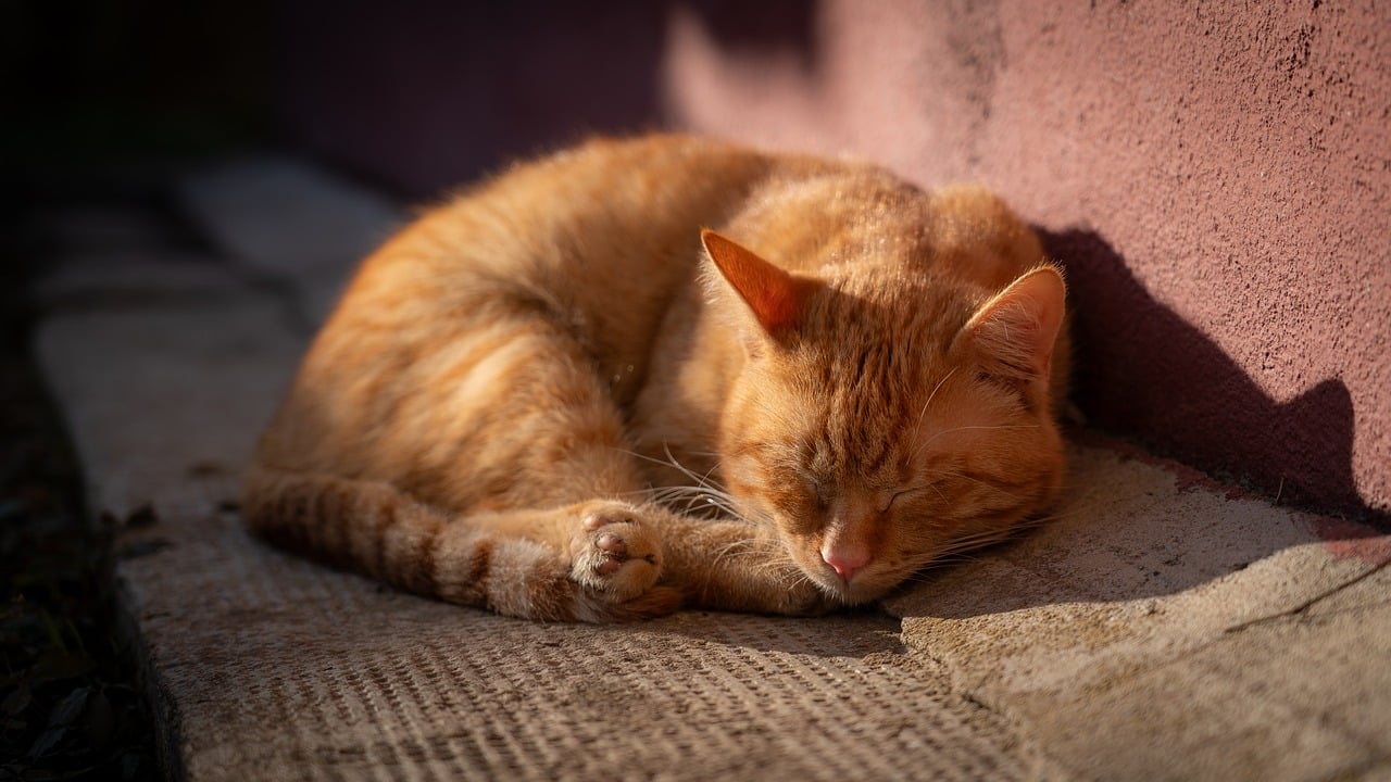 Instinct Never Sleeps Even When Your Cat Does (Image Credits: Pixabay)