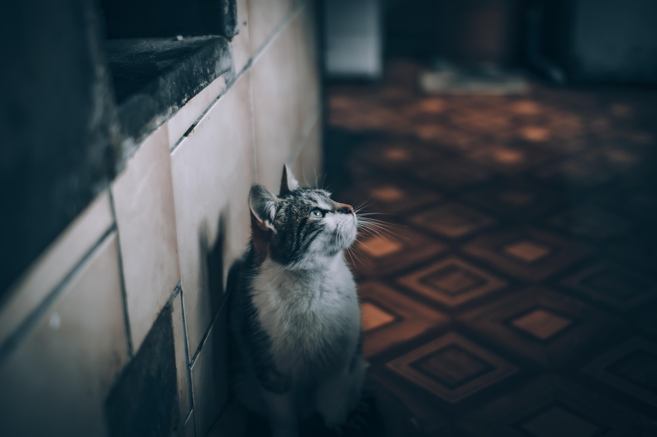 Cats Are Nocturnal (Image Credits: Pixabay)