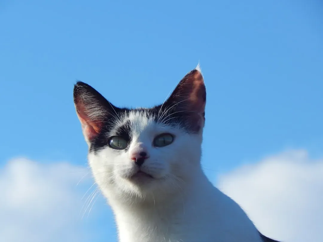 Cats Are Wired to Watch You Closely (Image Credits: Unsplash)