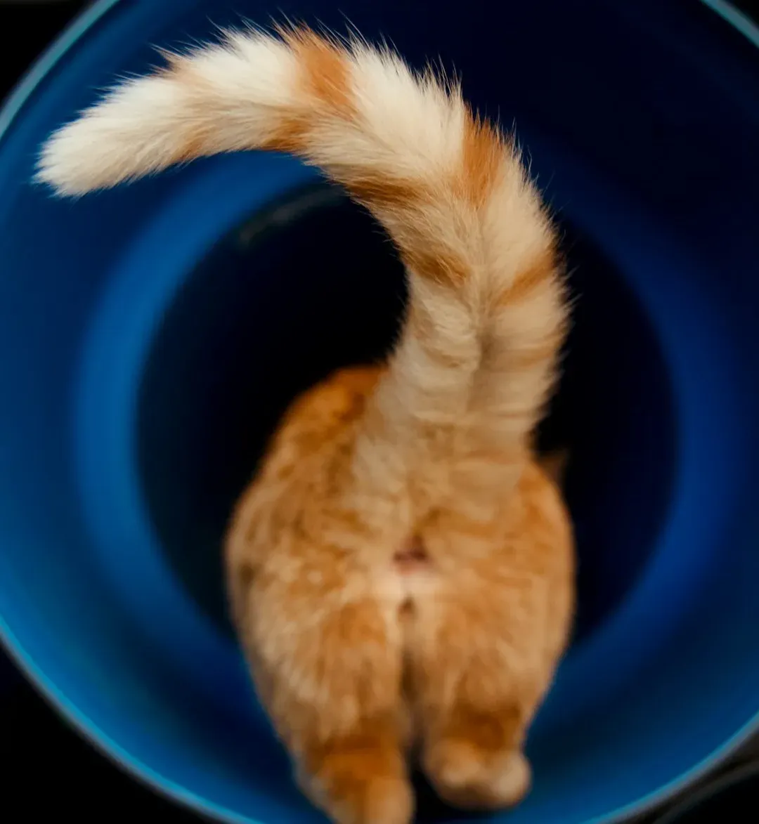 The Twitchy Tail That Gives Away Their Mood (Image Credits: Unsplash)