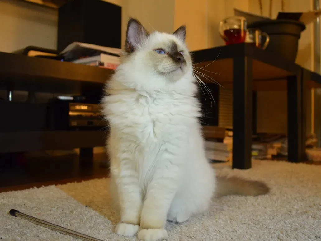 The Birman: The Silent Manipulator (Image Credits: Wikimedia)