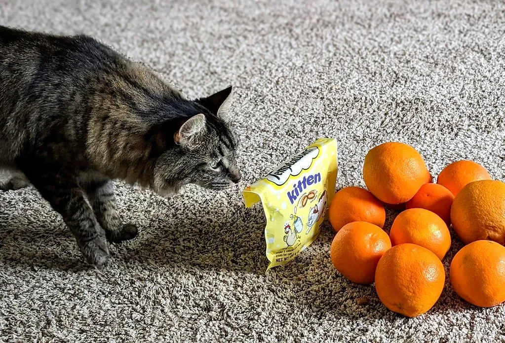 The Crinkle of Treat Bags and Food Packaging (Image Credits: Flickr)