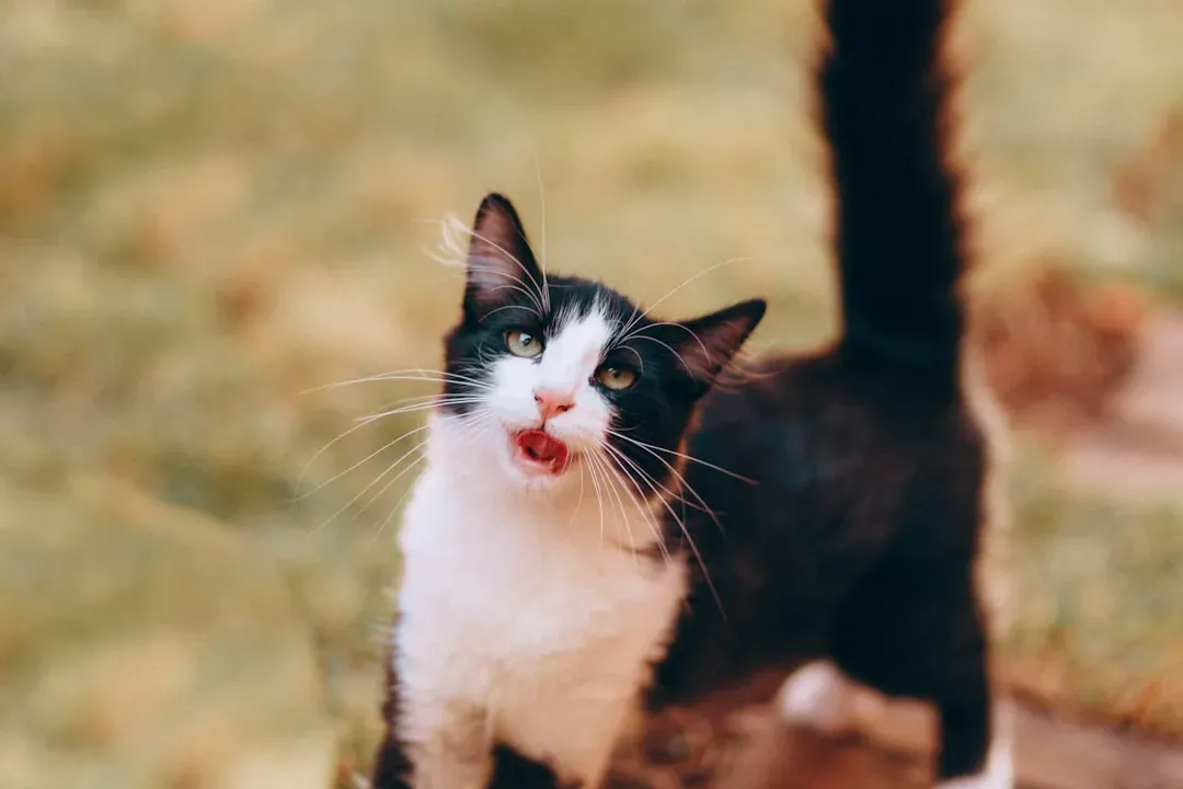 #5 - The Soft, Almost Silent Vocalizations (Image Credits: Unsplash)