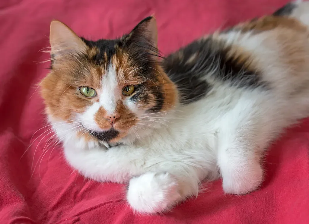 The Calm Energy That Fits Your Life (Image Credits: Flickr)