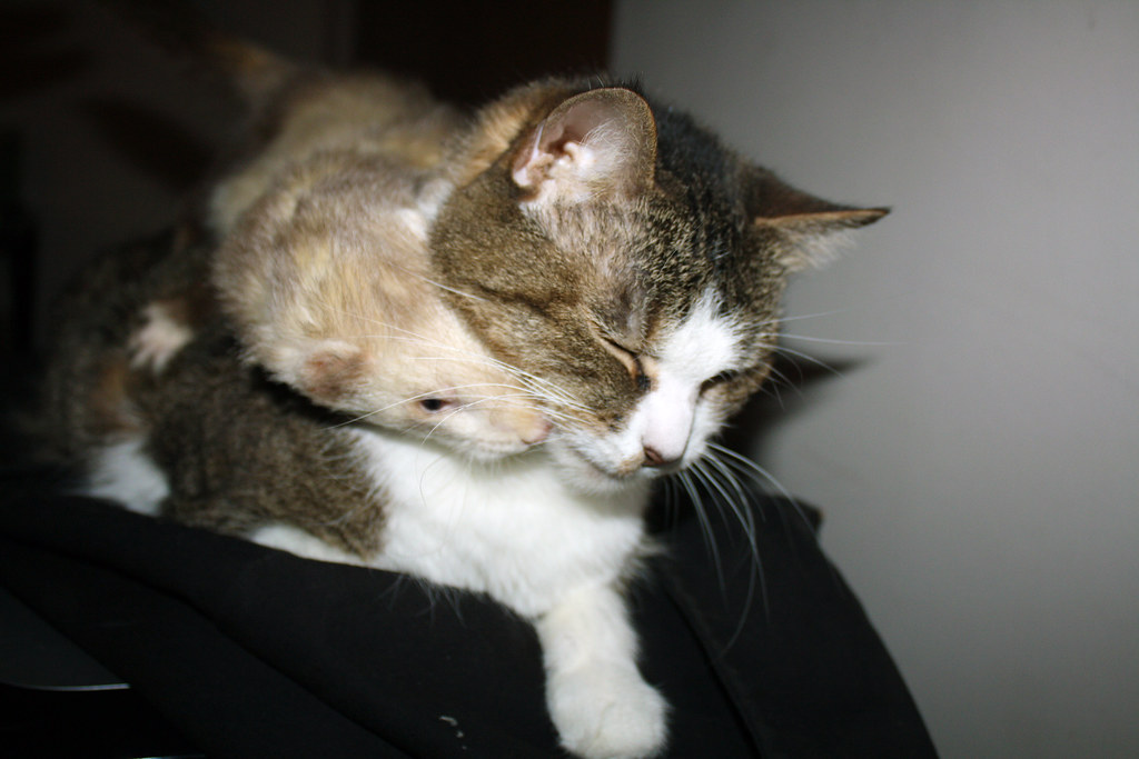 Ferrets (Image Credits: Flickr)