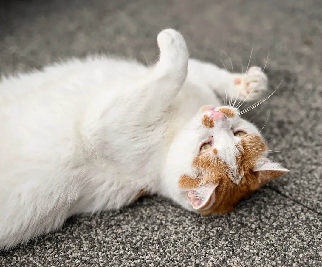 Conclusion: Trust the Message, Not Just the Fluff (Image Credits: Unsplash)