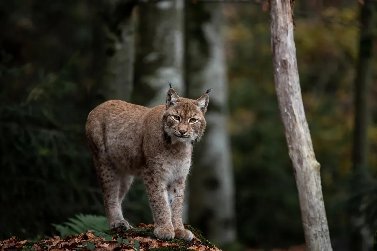 #2. Its entire life is tied to one prey species (Image Credits: Pixabay)