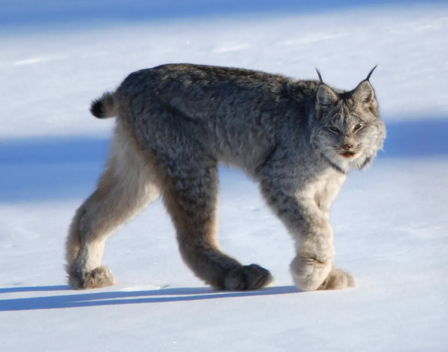 1. Its Paws Are Basically Built-In Snowshoes (Flickr, CC BY 2.0)