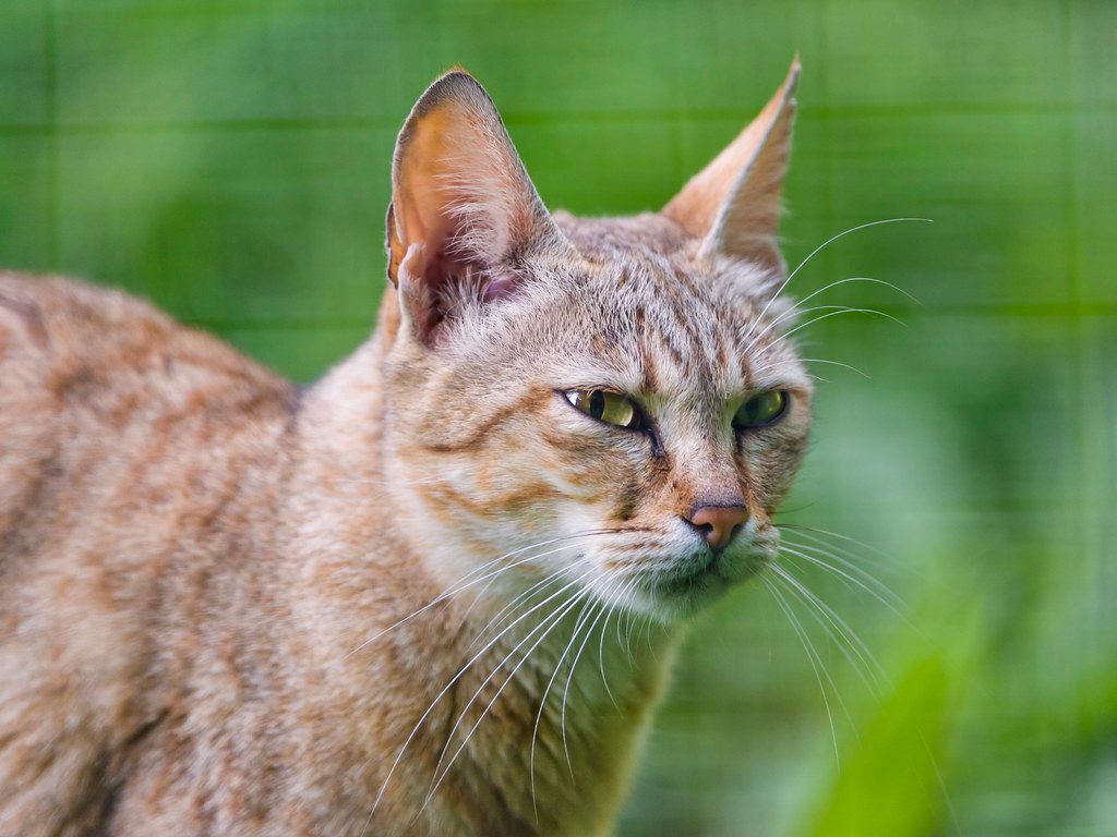Jungle Cats: Wild Ancestors of Modern Hybrids (Image Credits: Flickr)