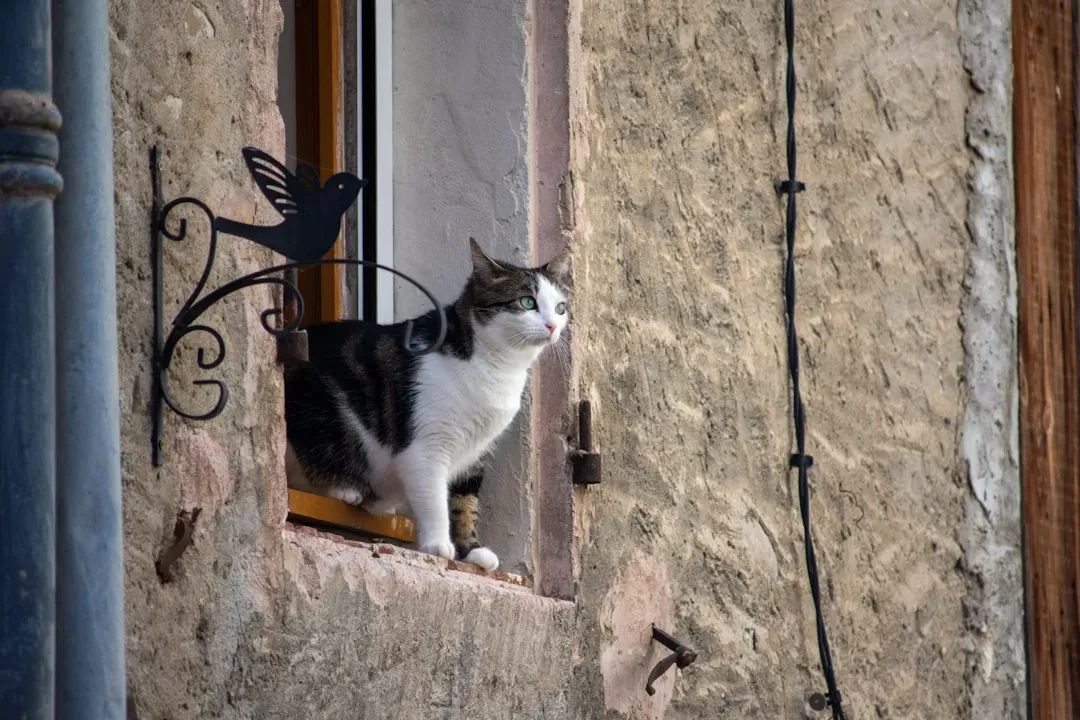 The Window Is Your Cat's Front-Row Seat to the Wild (Image Credits: Unsplash)