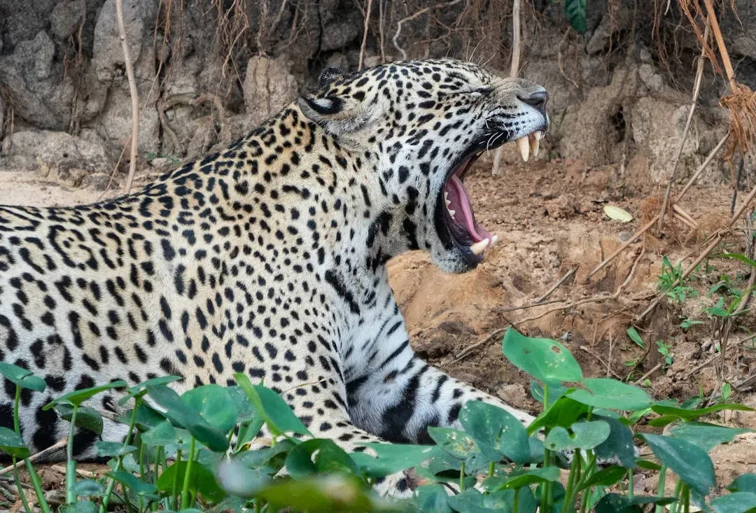 The Killing Bite: A Technique Unlike Any Other Cat (Image Credits: Unsplash)