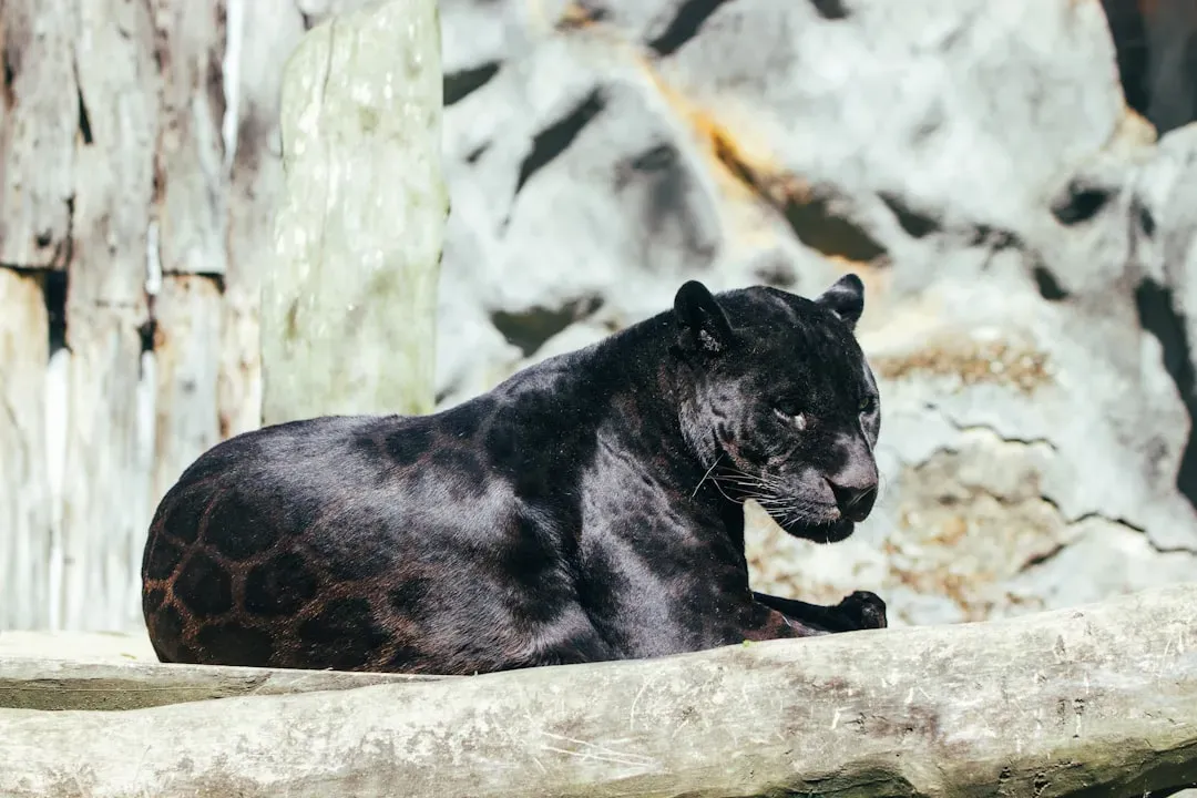 Melanism: The Genetic Twist Behind the Black Coat (Image Credits: Unsplash)