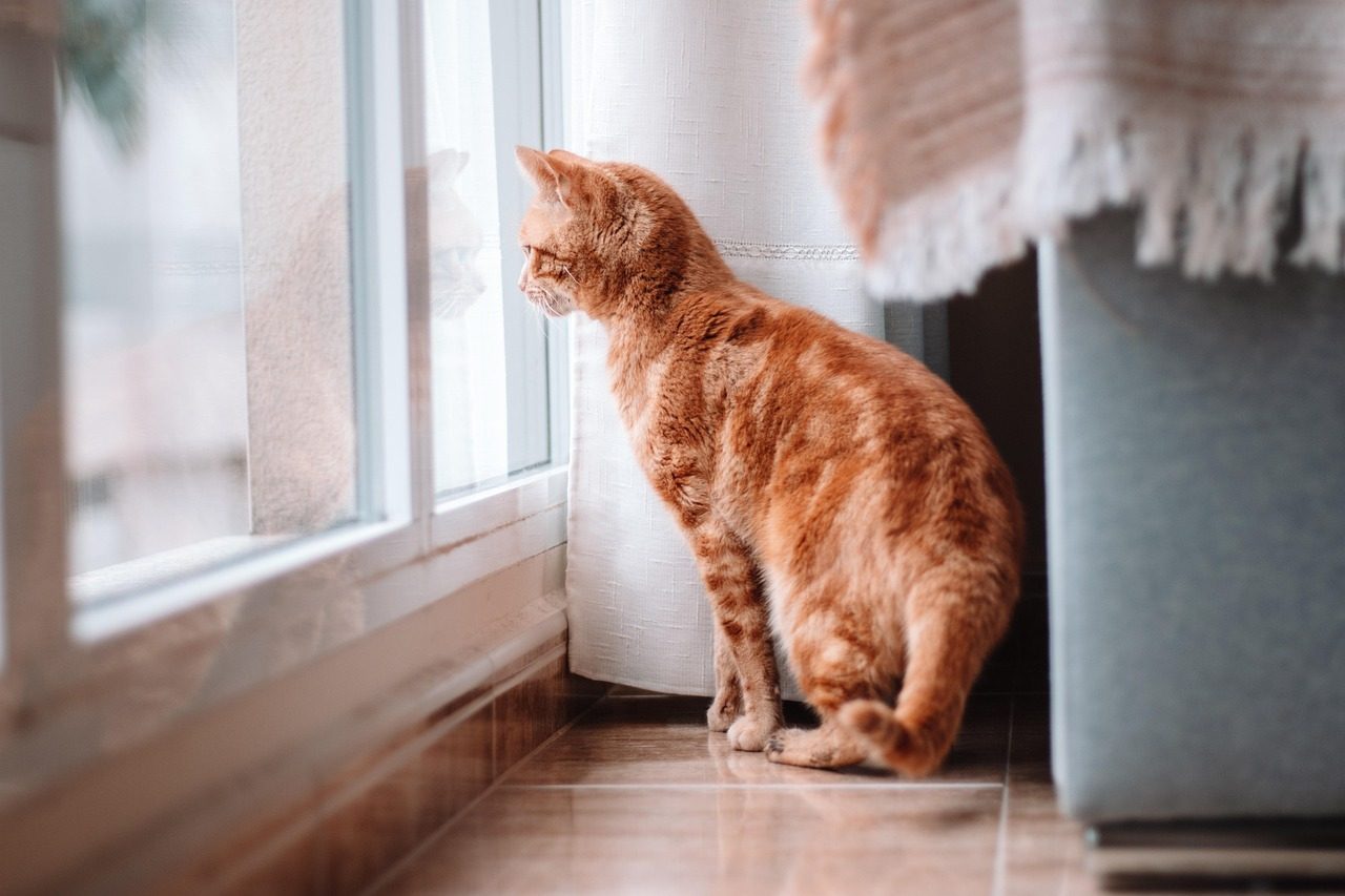 Understanding Why Your Indoor Cat Craves the Outdoors (Image Credits: Pixabay)