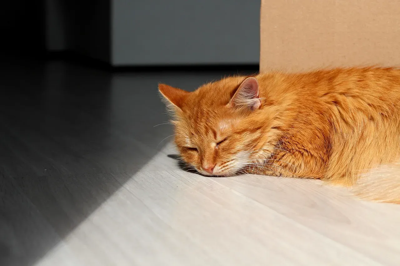 Temperature and the Nap: How Your Cat Regulates Heat Through Sleep (Image Credits: Pixabay)