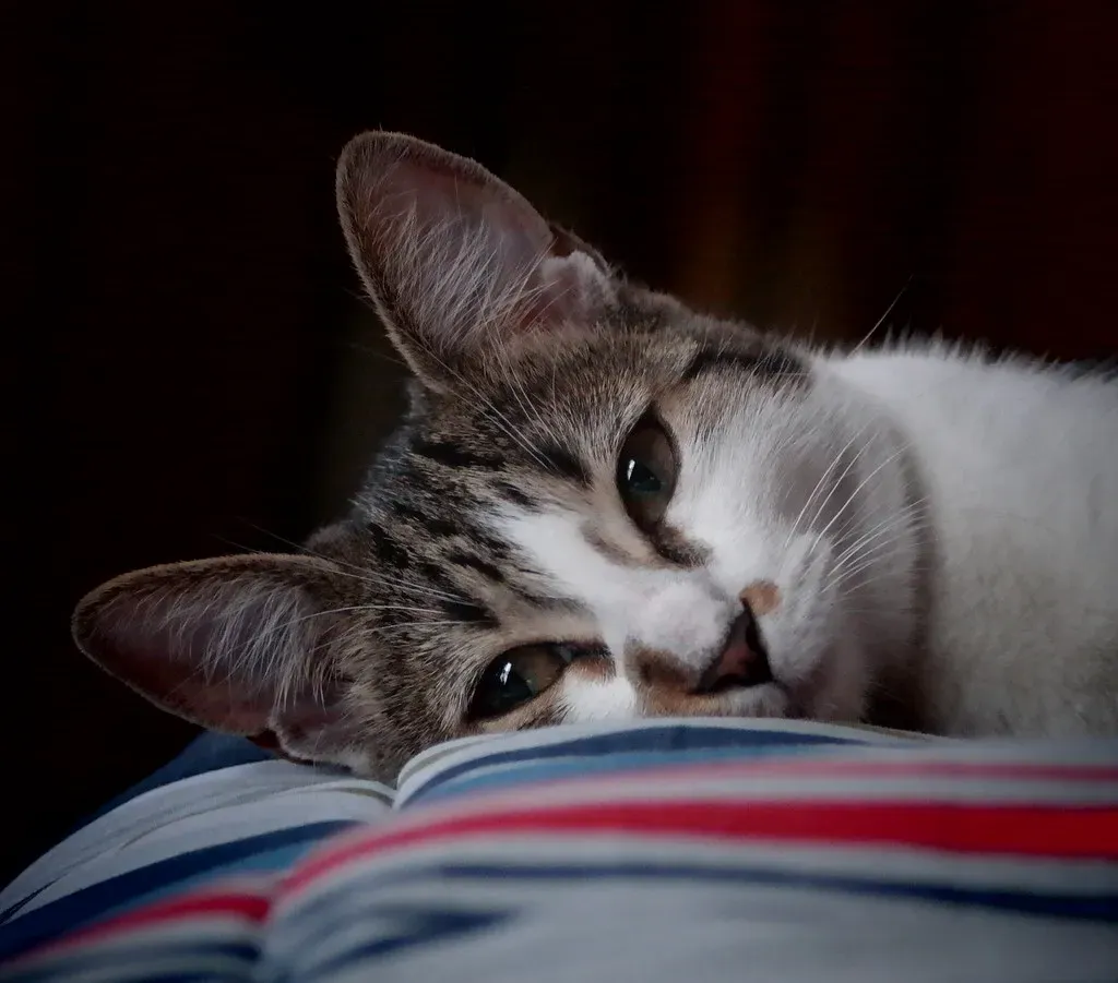 They Actually Can Get Bored, Very Bored (Image Credits: Flickr)