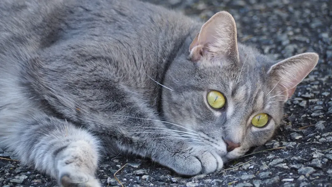 Aging, Stress, and the Surprising Threat to Feline Memory (Image Credits: Unsplash)