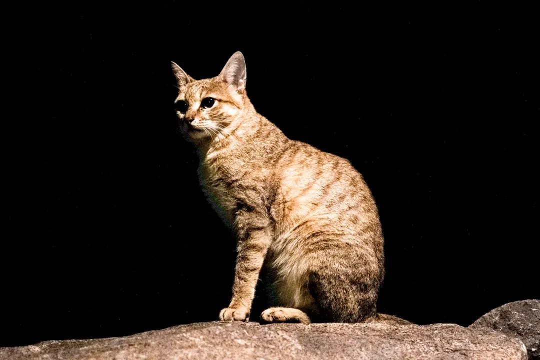 1. Their Ancestors Were Desert Royalty (Image Credits: Unsplash)