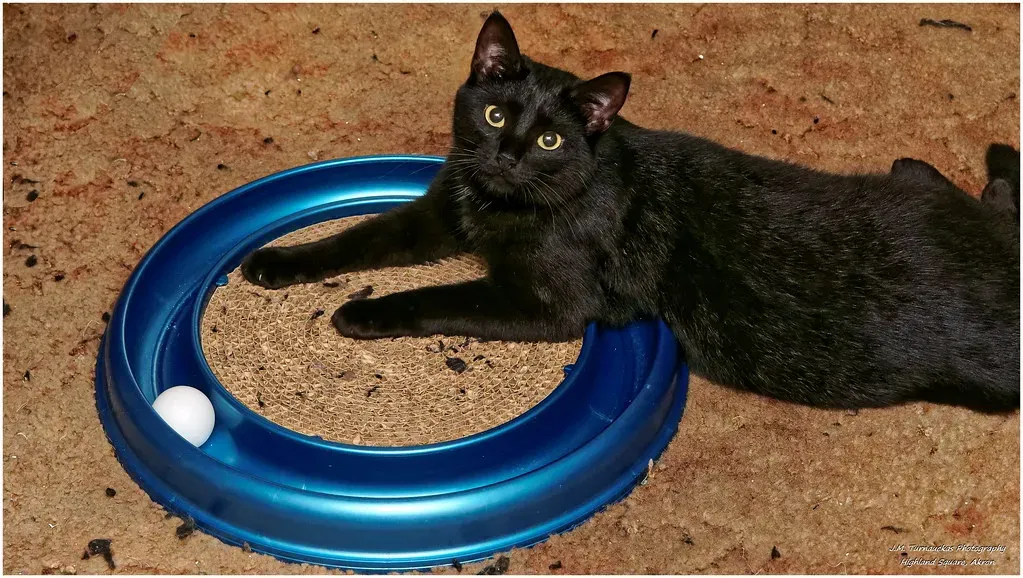 Bottle Caps and Ping Pong Balls (Image Credits: Flickr)