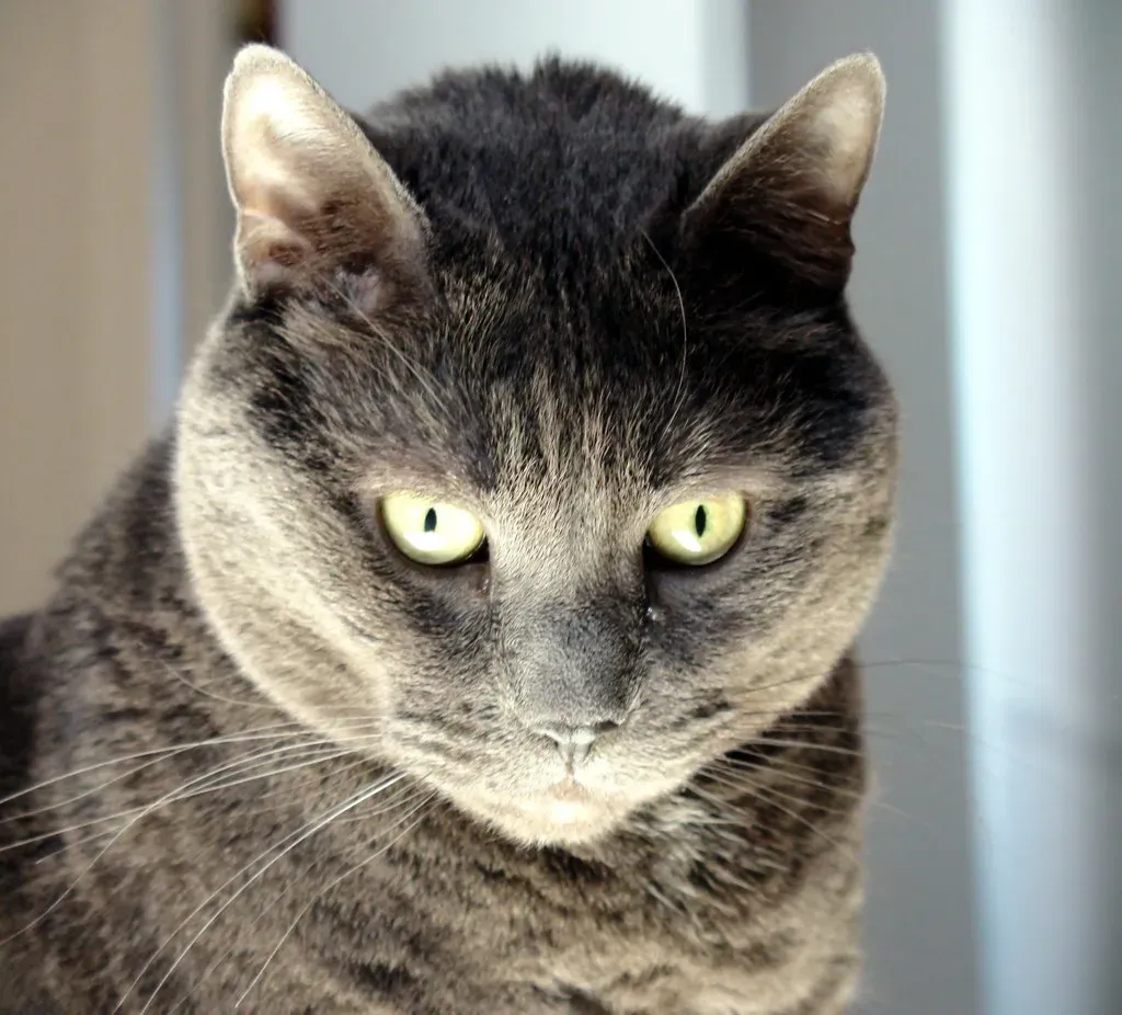 Outdoor-to-Indoor Transitions: Any Breed's Challenge (Image Credits: Flickr)