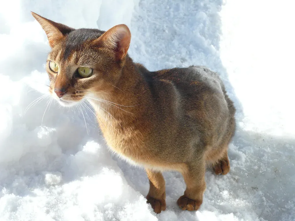 Abyssinian: The Curious Adventurer (Image Credits: Flickr)