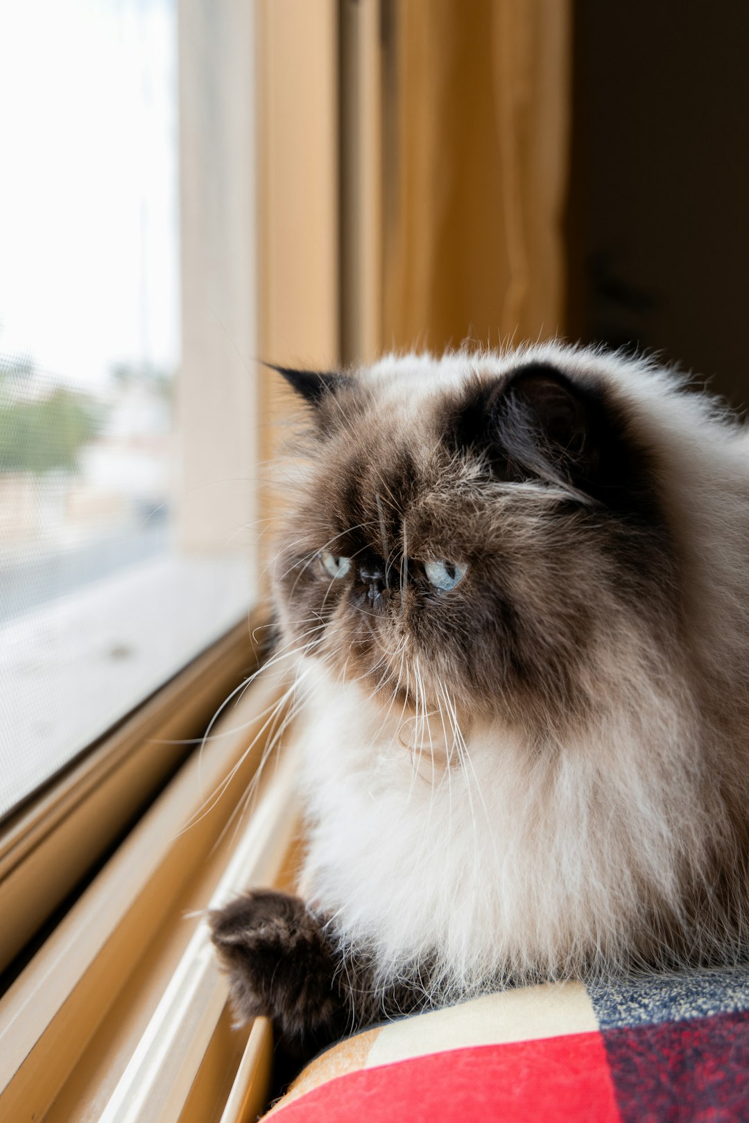 Himalayan Cats: Combining the Worst of Both Worlds (Image Credits: Unsplash)