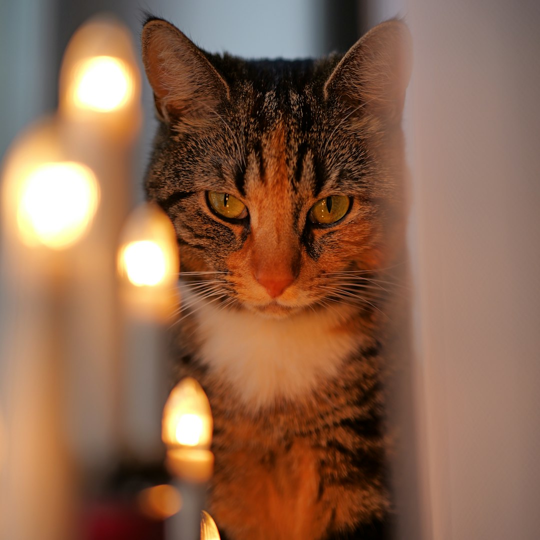 Conclusion: Embracing Your Feline Spiritual Guide (Image Credits: Unsplash)