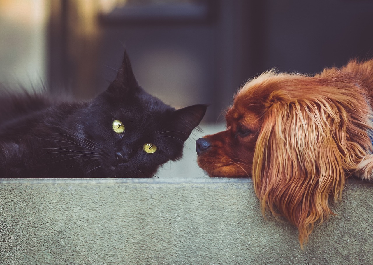 The Bottom Line: Choose Wisely for Harmony (Image Credits: Pixabay)