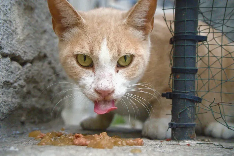 What Vomit Color Is Really Telling You (Image Credits: Pexels)