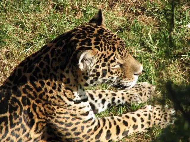 Recent Jaguar Sightings Spark Hope (Image Credits: Flickr)