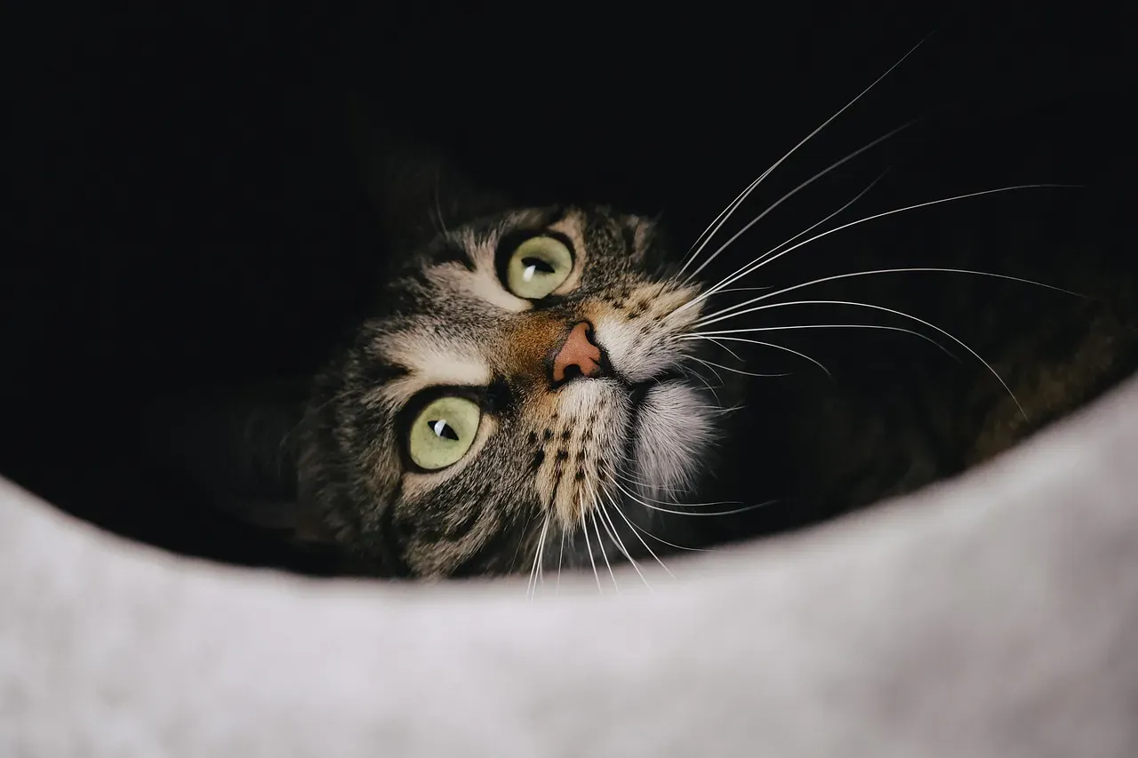 #3 - A Rapid Whisker Twitch Is Basically Your Cat's Version of Bouncing on Their Toes (Image Credits: Pixabay)