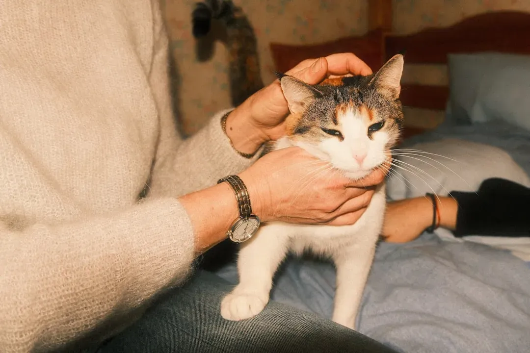 #3 The gentle paw tap on your face (Image Credits: Unsplash)