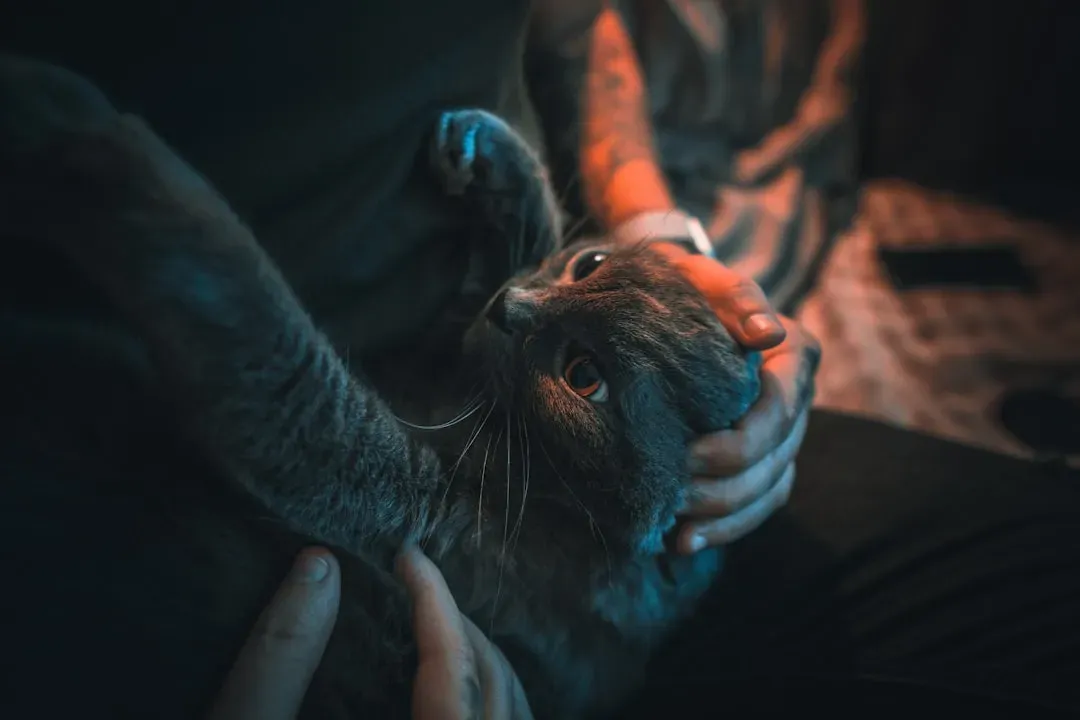The Emotional Bond Behind Nighttime Behaviors (Image Credits: Unsplash)