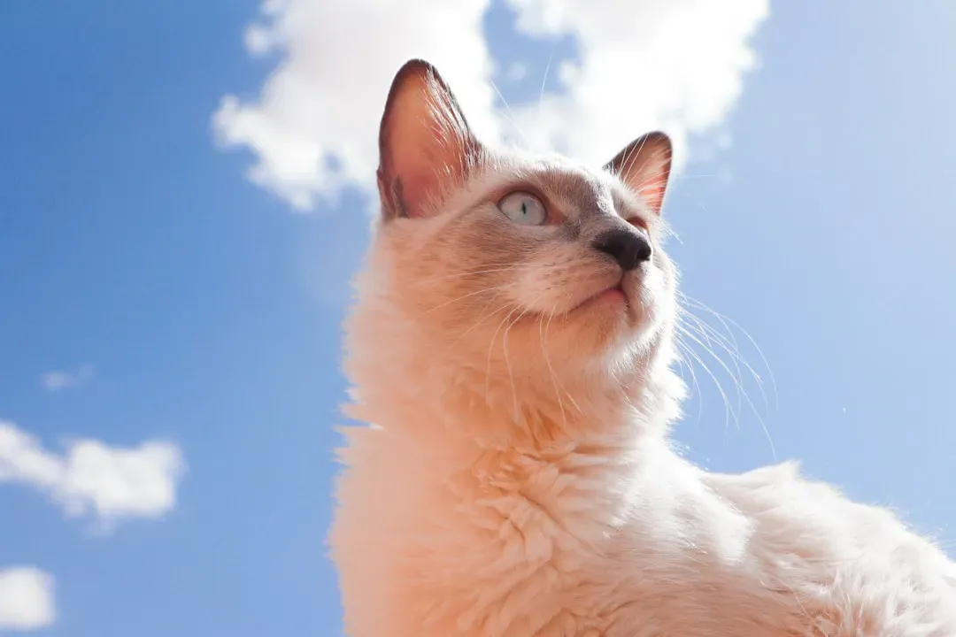 Ancient Folklore and Historical Cat Weather Predictions (Image Credits: Unsplash)