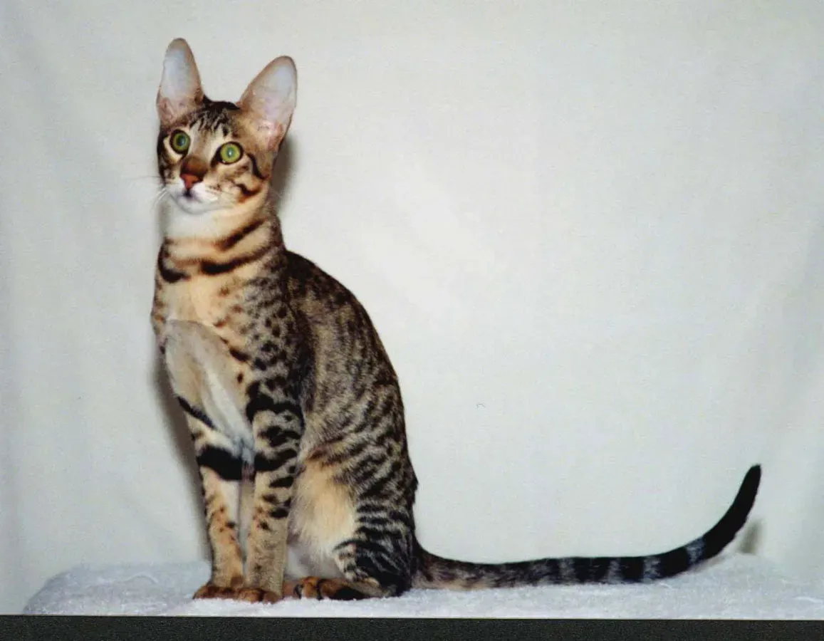 #7 - The Serengeti: A Serval Look-Alike Bred in a California Garage (Transferred from en.wikipedia to Commons by Abujoy using CommonsHelper., Public domain)