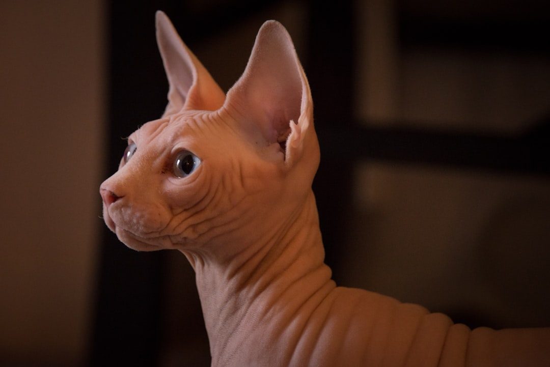 8. The Sphynx: Naked and Shameless Attention Seekers (Image Credits: Unsplash)