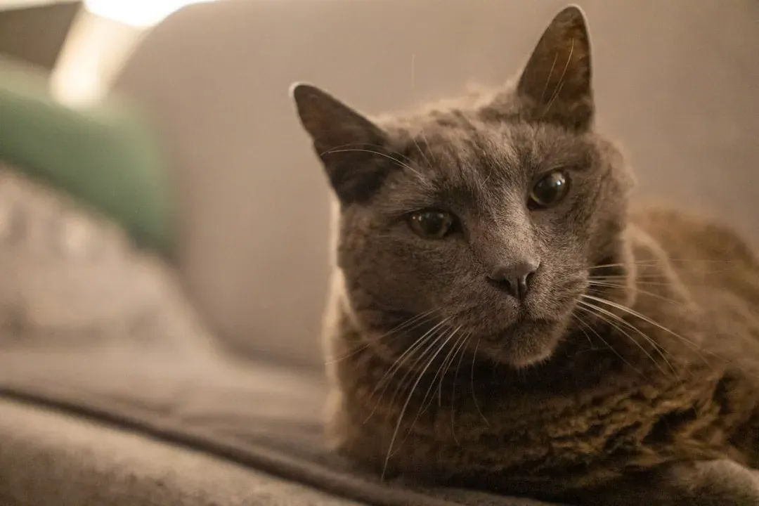 7. Chartreux: The Ancient, Dignified Observer Made for a Peaceful Home (Image Credits: Unsplash)