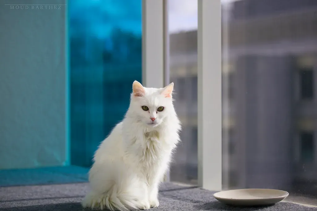 Your Eating Schedule Becomes Their Feeding Clock (Image Credits: Flickr)