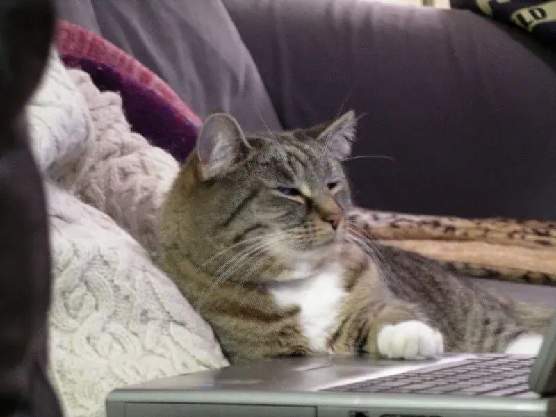 Rewarding Attention-Seeking Behavior (Image Credits: Flickr)