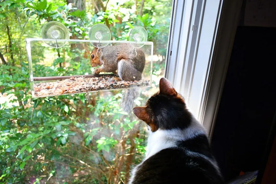 #2 Squirrels and their frantic movement (Image Credits: Unsplash)