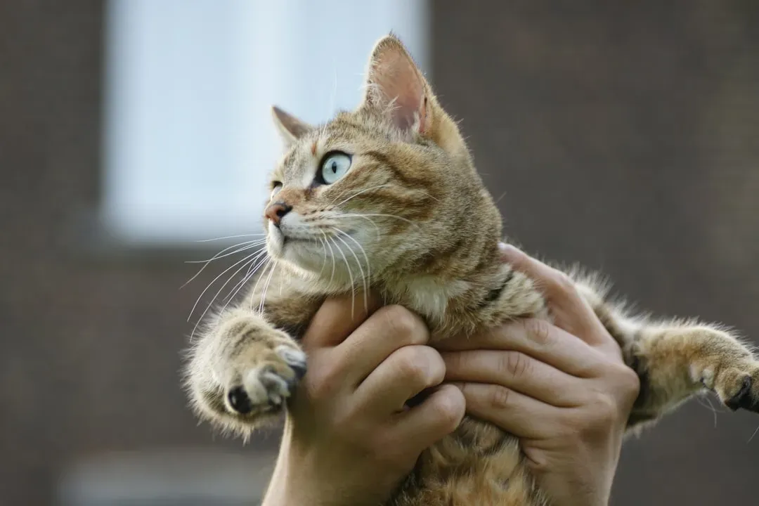 2. Picking Them Up When They Haven't Invited It (Image Credits: Unsplash)