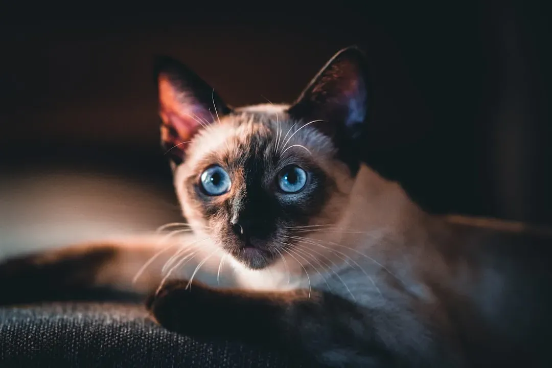 #5 - Some Breeds Are Just Wired to Be Velcro Cats (Image Credits: Unsplash)