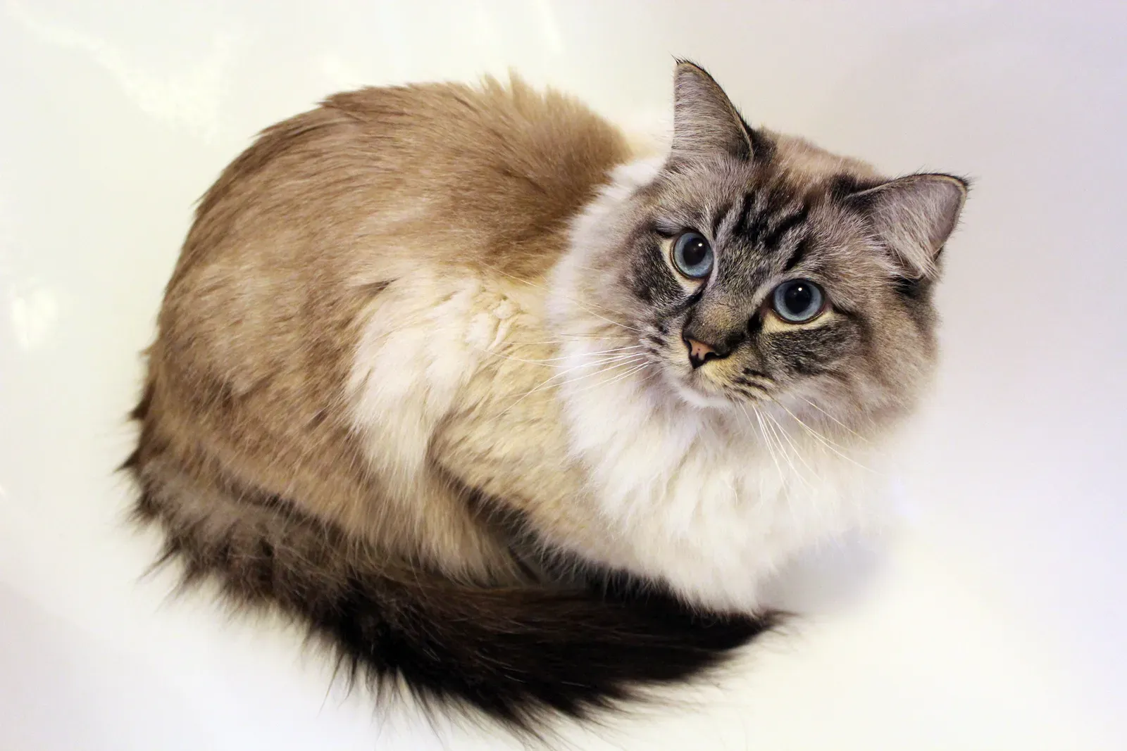 #1 Ragdoll (By BlackIceNRW, CC BY-SA 3.0)