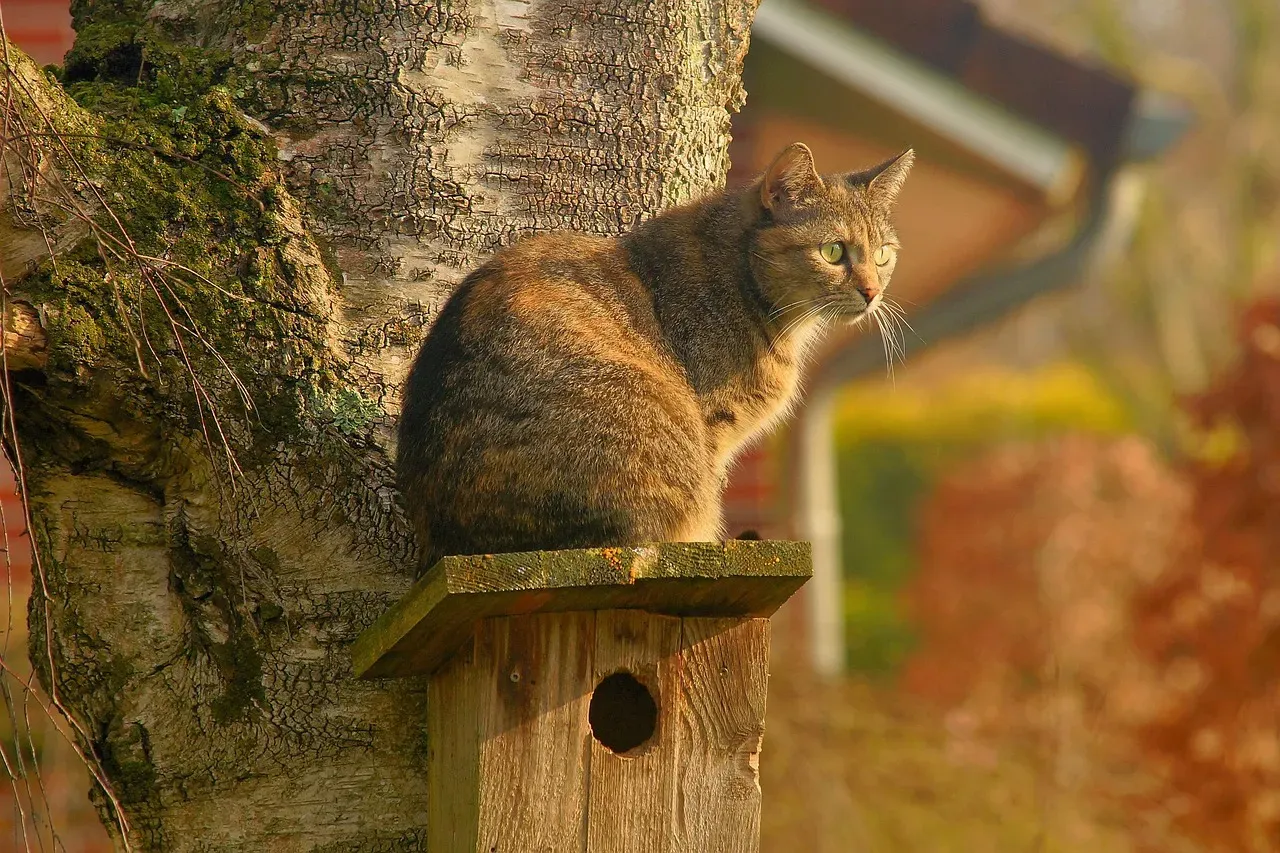 High Perches and Cat Trees: Comfort From Above (Image Credits: Pixabay)