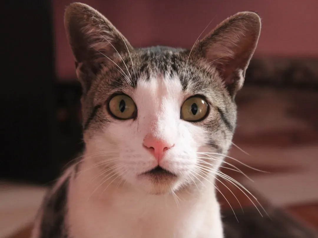 Myth #4: Cats Have Very Few Facial Expressions (Image Credits: Unsplash)
