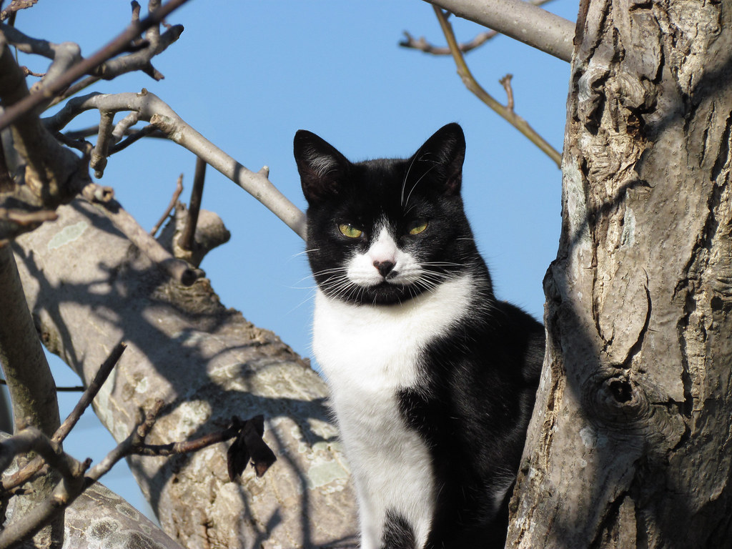 Fascination with Movement and Visual Stimulation (Image Credits: Flickr)