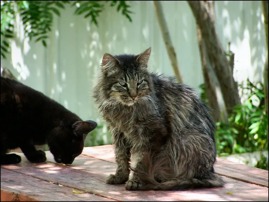#8 They develop stronger preferences around resource placement (Rocky Mountain Feline Rescue, Flickr, CC BY 2.0)