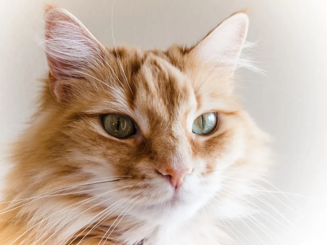 #2 - Relaxed, Neutral Whiskers Are the Real Baseline You Should Be Watching For (Image Credits: Unsplash)