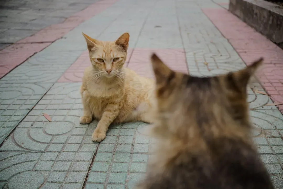 Why Your Cat Sees Rivals Everywhere (Image Credits: Unsplash)